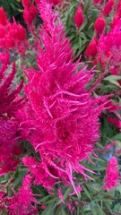 Close up red celosia argentea or bunga jengger ayam.