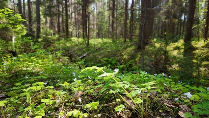 Obraz premium forest in spring