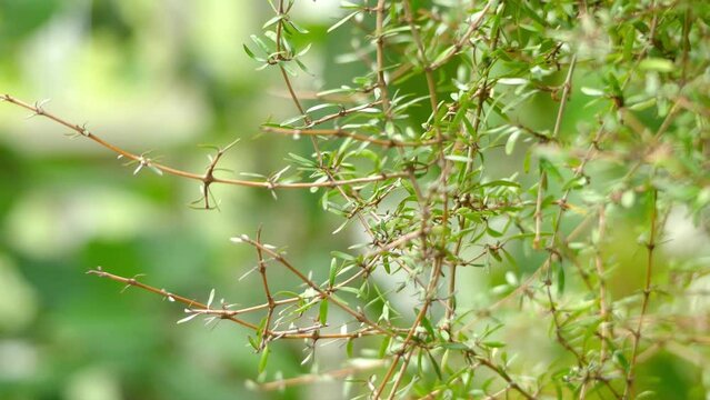 Coprosma propinqua is New Zealand plant