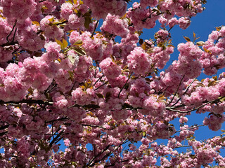 Pink cherry blossom sakura tree in spring garden