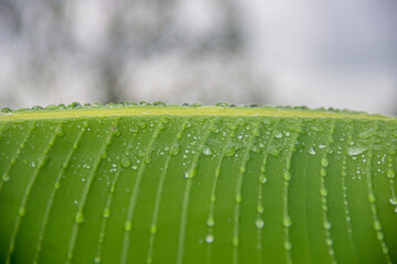 Horizontal green banana palm leaf  with many dew raindrops on top and a blurred background by the morning