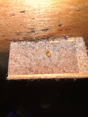 Bed bug eggs, bed bug fecal matter and a bed bug on a headboard from All American Pest Control....
