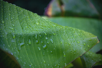 Drops of water on green long tropical banana palm leaf, dark green and foliage background