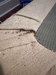 Bed bug eggs, bed bug fecal matter and a bed bug on a headboard from All American Pest Control. www.AAPestPro.com/bed-bugs 