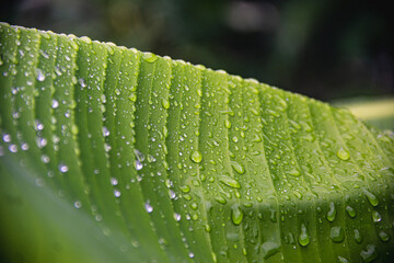 A green long tropical banana palm leaf witg drops of water after rain, dark green and foliage background