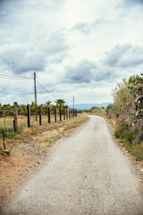 Fototapeta na wymiar Paved rural road with vegetation and intense sky