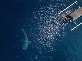 whale shark (Rhincodon typus) approaching a boat seen from a drone, Aerial view from the drone.