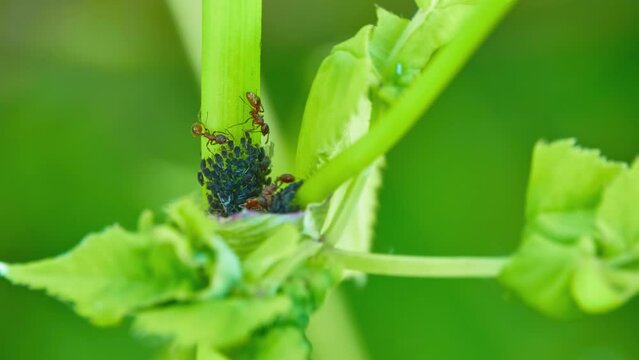 The ants protect the aphids and graze on the succulent plant stem.