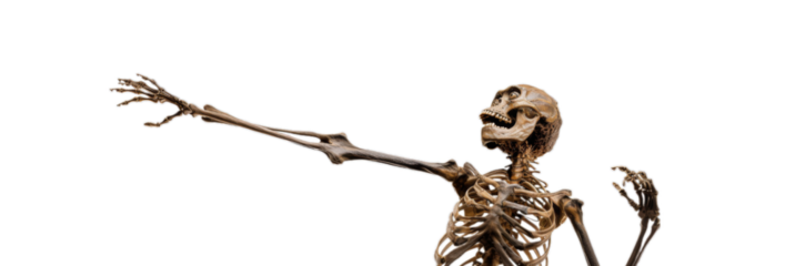 Australopithecus skeleton in dynamic pose with arms raised isolated on transparent background