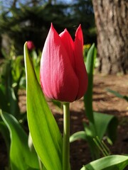 Perfect pink tulip in a garden at springtime