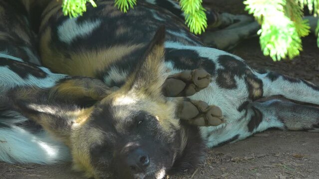 African wild dog (Lycaon pictus) is canid native to sub-Saharan Africa. It is the largest of its family in Africa, and the only extant member of the genus Lycaon.
