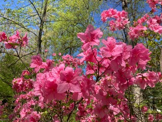 pink flowers in the garden