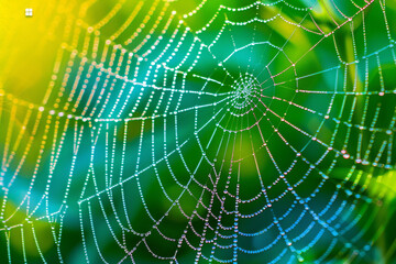 A close-up of a delicate spiderweb glistening with morning dew.