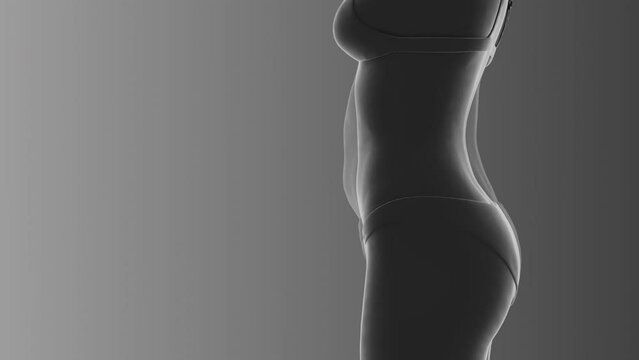Medical animation of the reducing female body obesity