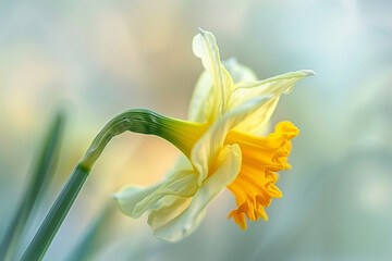 A close-up of a daffodil reveals its bright yellow trumpet and delicate, green stem, set against a soft, blurred background.