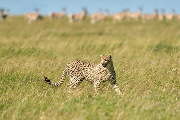cheetah walking free and wild in the jungle