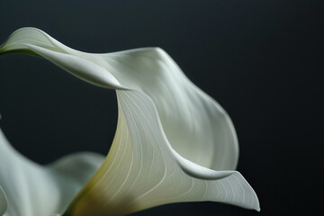 A close-up of a calla lily reveals its elegant white curves and subtle texture, set against a dark background that accentuates its beauty.