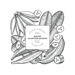 Hand drawn sketch style plantain banner. Organic fresh fruit vector illustration. Retro exotic banana fruit design template © lubovchipurko