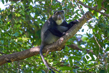 A kolb's White-collared Monkey on a tree