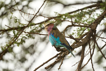Colorful bird on a branch in the savanna
