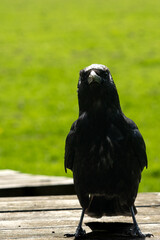 Raven - Corvus corax - looking directly into camera on a table with green clean background - Wildlife