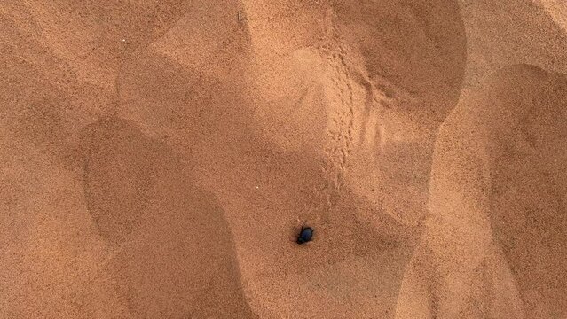 Beetle running through the desert sand