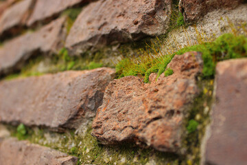Close-up of moss on a brick wall