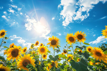 A mesmerizing image of a field of vibrant sunflowers stretching towards the blue sky, their bright yellow petals glowing in the warm sunlight.