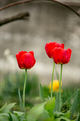 Obraz premium red tulips in spring