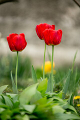 red tulips in spring
