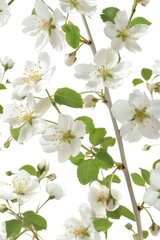 Fototapeta premium Close Up of White Flowers on a Branch