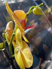 Yellow Orchid Macro