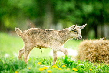  sweet little goat on the grass