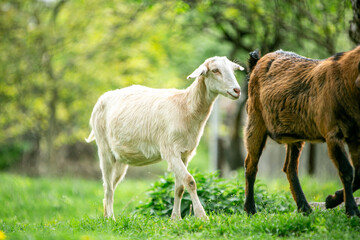  sweet little goat on the grass