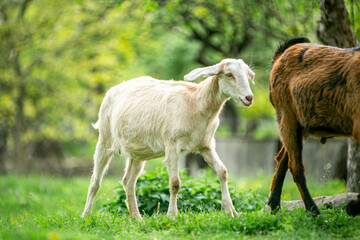  sweet little goat on the grass