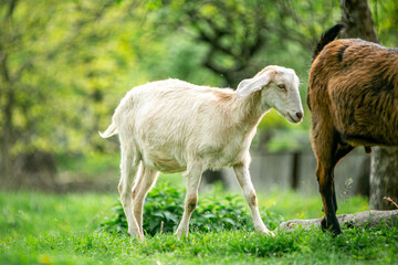  sweet little goat on the grass