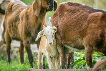  sweet little goat on the grass