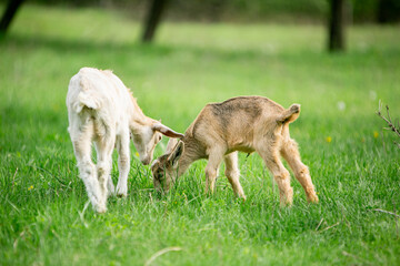  sweet little goat on the grass