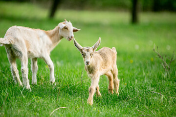 Obraz premium sweet little goat on the grass