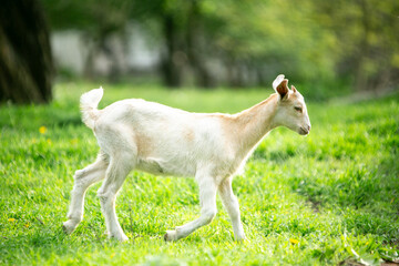 Obraz premium sweet little goat on the grass