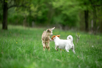  sweet little goat on the grass