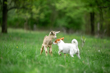Obraz premium sweet little goat on the grass