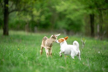 Obraz premium sweet little goat on the grass