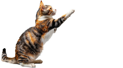 A playful calico cat batting at a dangling toy, isolated on transparent background. 