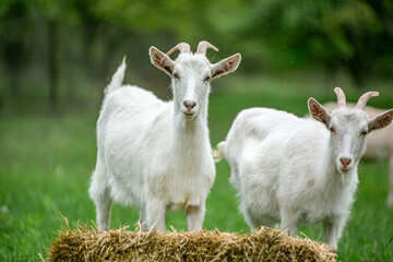 Obraz premium sweet little goat on the grass