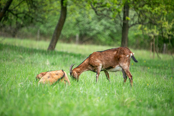  sweet little goat on the grass
