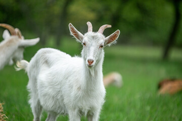  sweet little goat on the grass