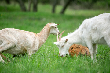  sweet little goat on the grass