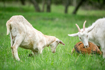 Obraz premium sweet little goat on the grass