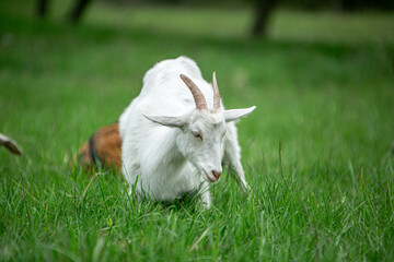  sweet little goat on the grass